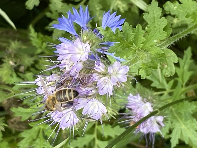ABEILLE À MIEL sur PHACELIE. ALAIN LEROY